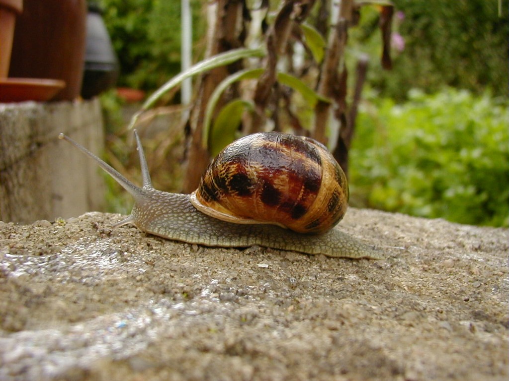 Helix Aspersa