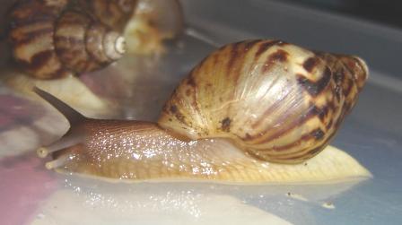 Achatina Reticulata