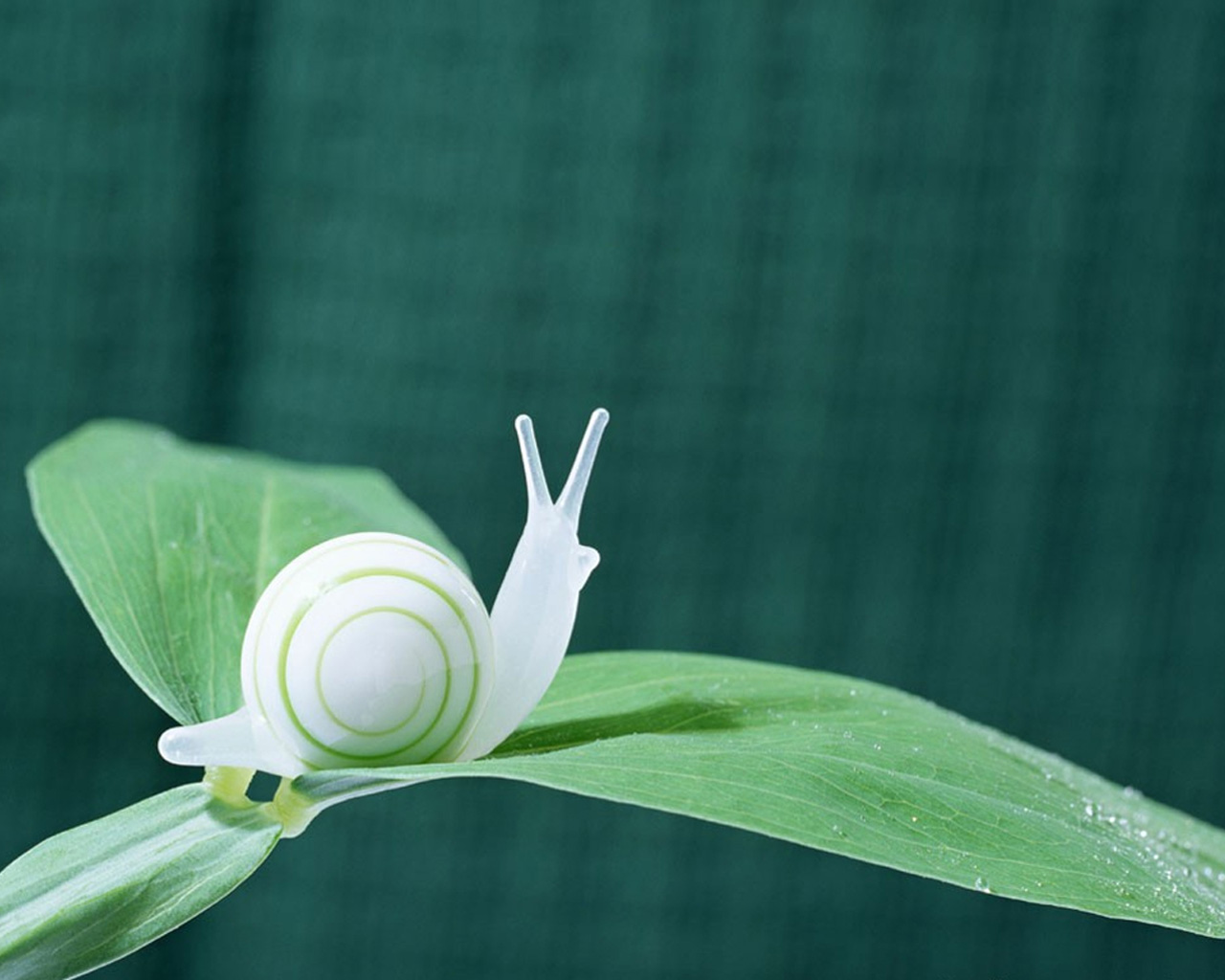 snail_004.jpg