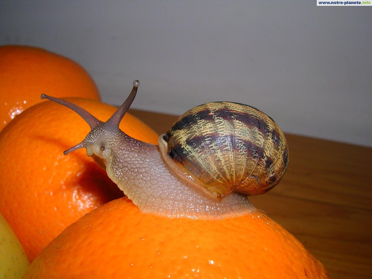 Helix Aspersa Maxima