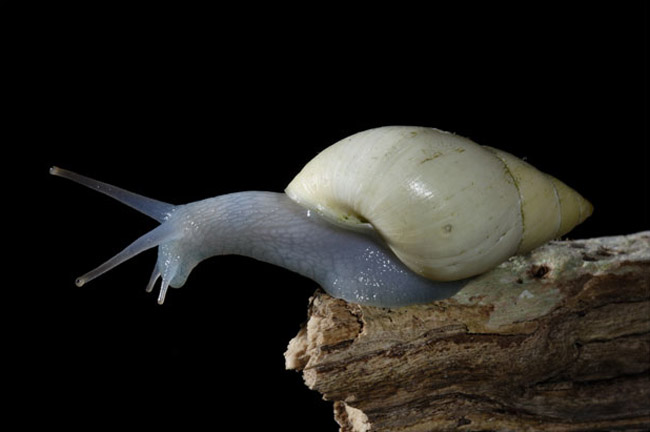 snail_055.jpg