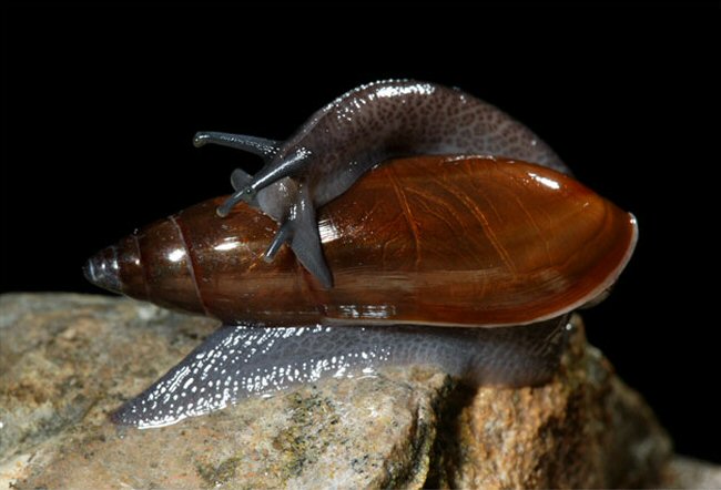 Euglandina