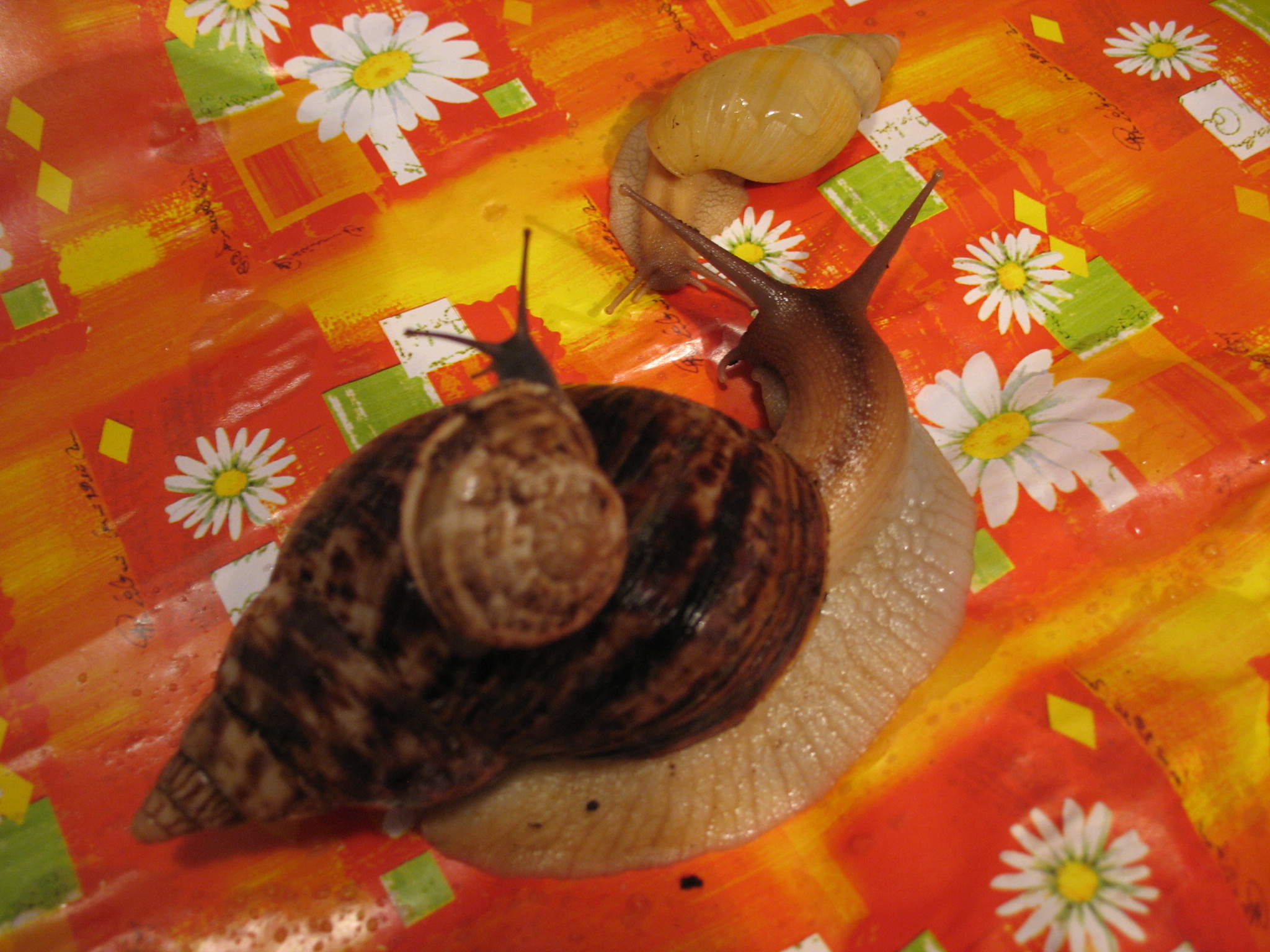 A.reticulata iredalei a jižanka