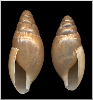 Ulita Euglandiny